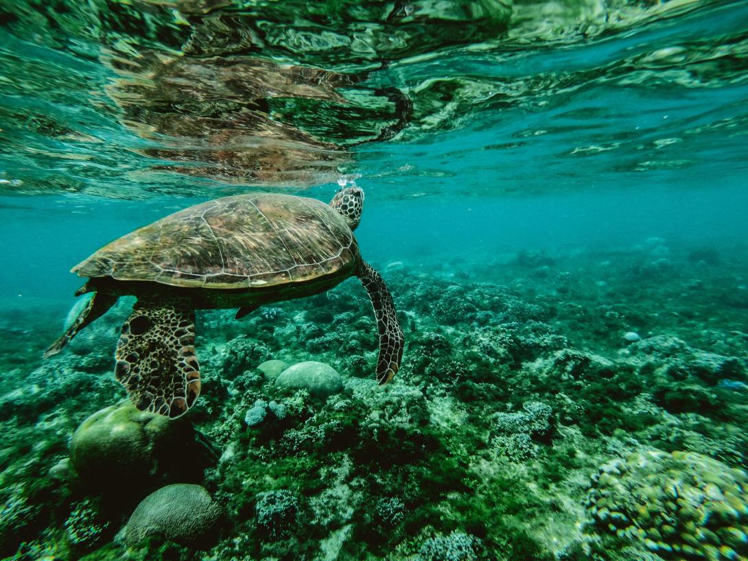 Photo d'une tortue marine